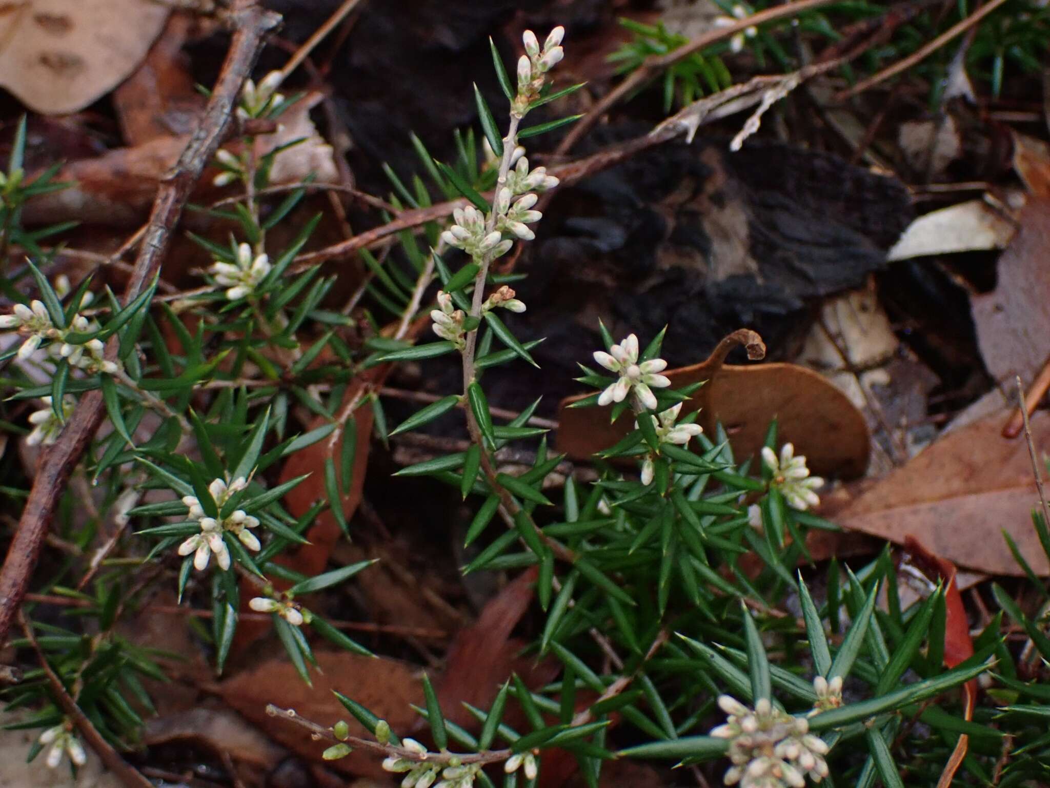 Imagem de Lissanthe strigosa subsp. subulata (R. Br.) J. M. Powell