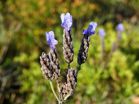 Image of Lavandula multifida L.