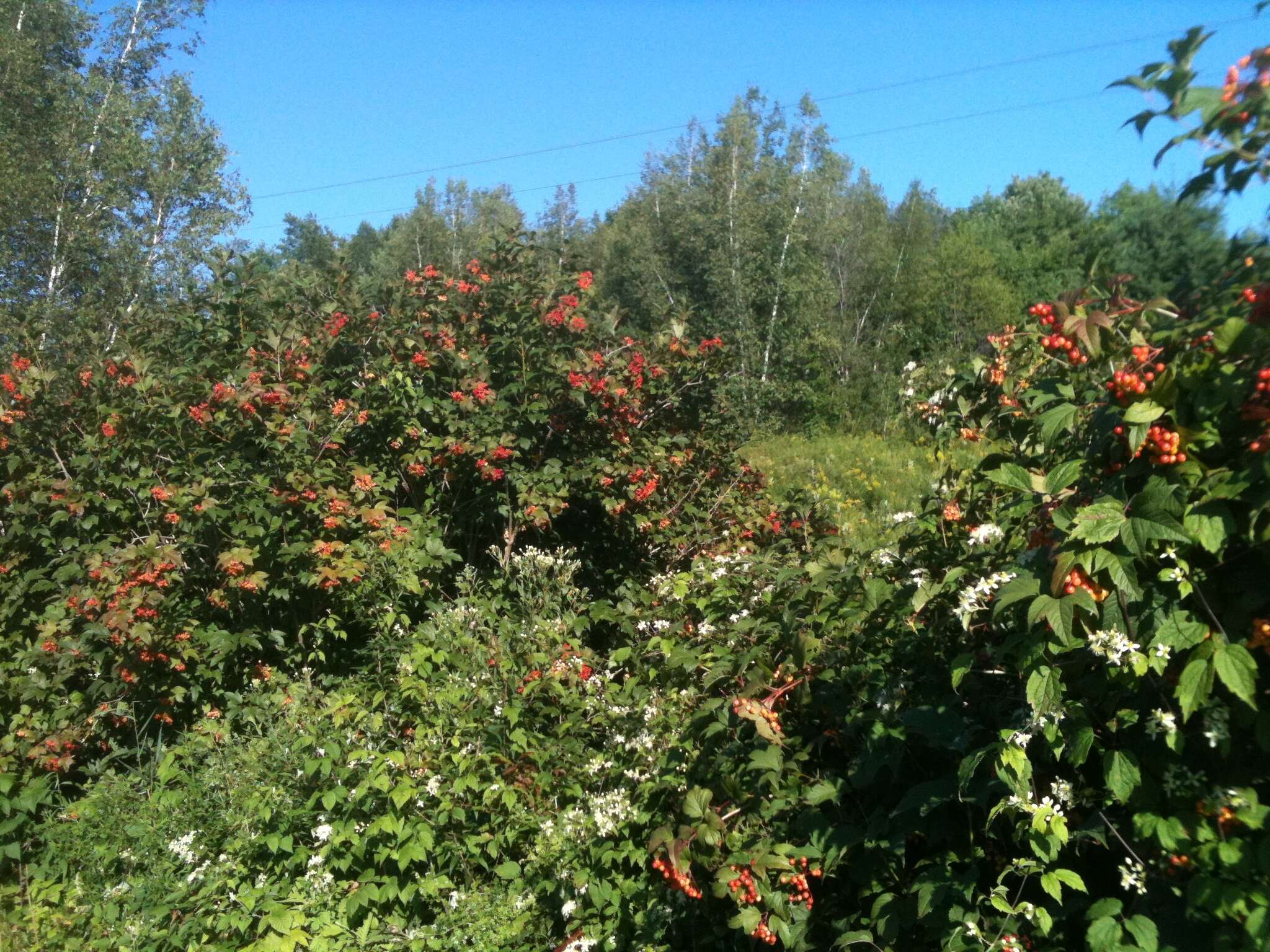 Image of American cranberrybush