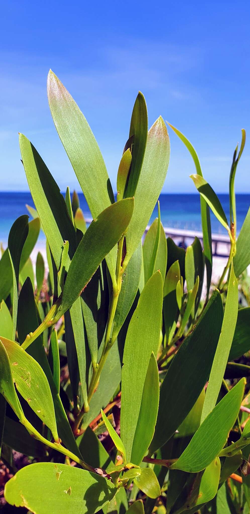 Imagem de Acacia longifolia subsp. sophorae (Labill.) Court