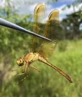 Image de Sympetrum uniforme (Selys 1883)