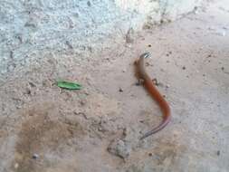 Image of Red Forest Skink