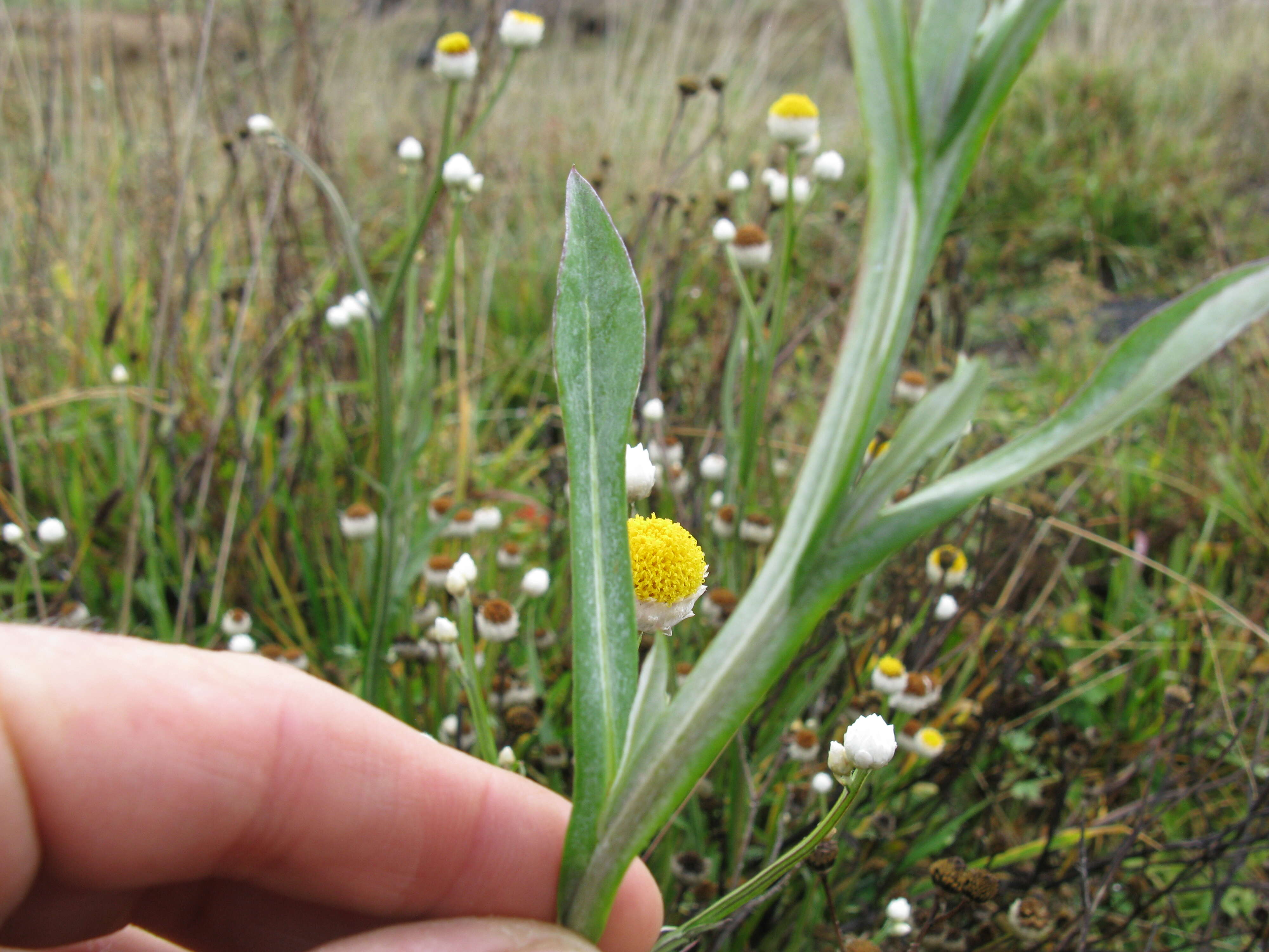 Image of Ammobium