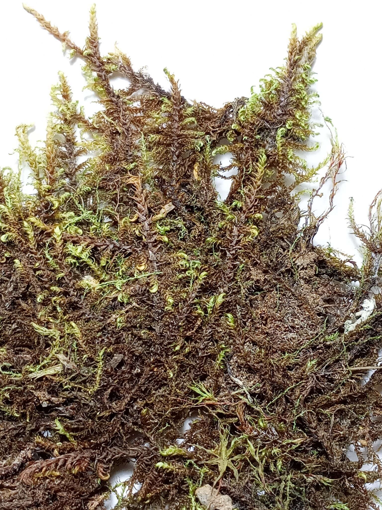 Image of Fern-leaved Hook Moss