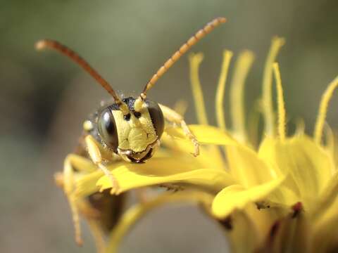 Cerceris ruficornis (Fabricius 1793) resmi