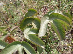 Image of Jatropha macrantha Müll. Arg.