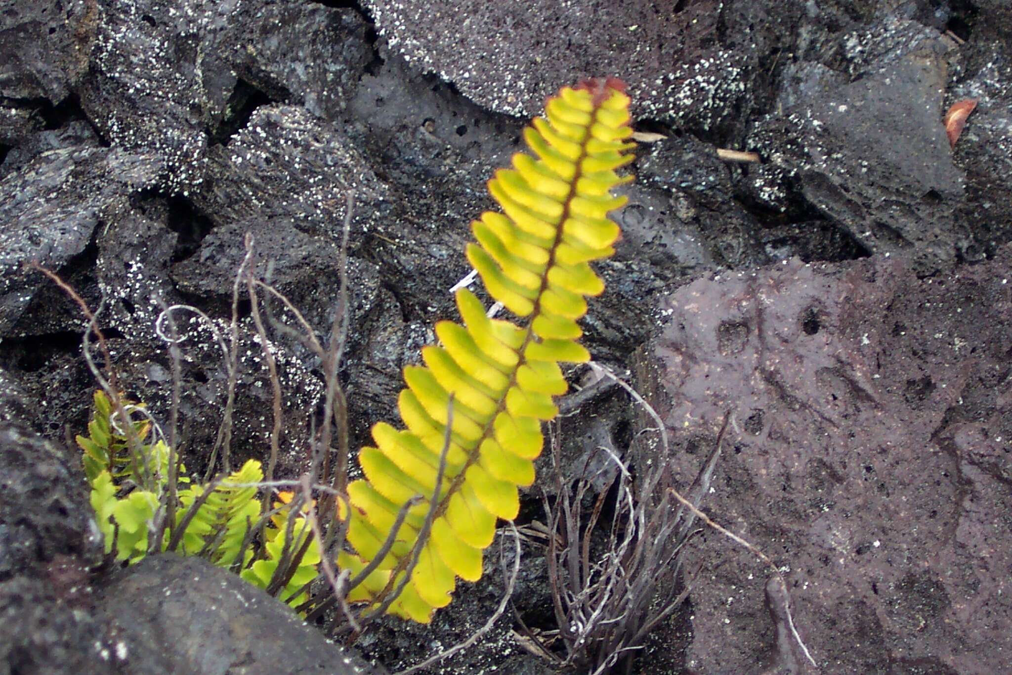 Image de Polypodium pellucidum var. vulcanicum Skottsberg