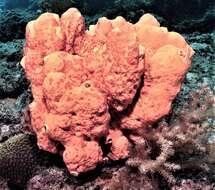 Image of Lumpy orange sponge