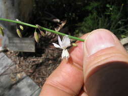 Image of Arthropodium milleflorum (Redouté) J. F. Macbr.