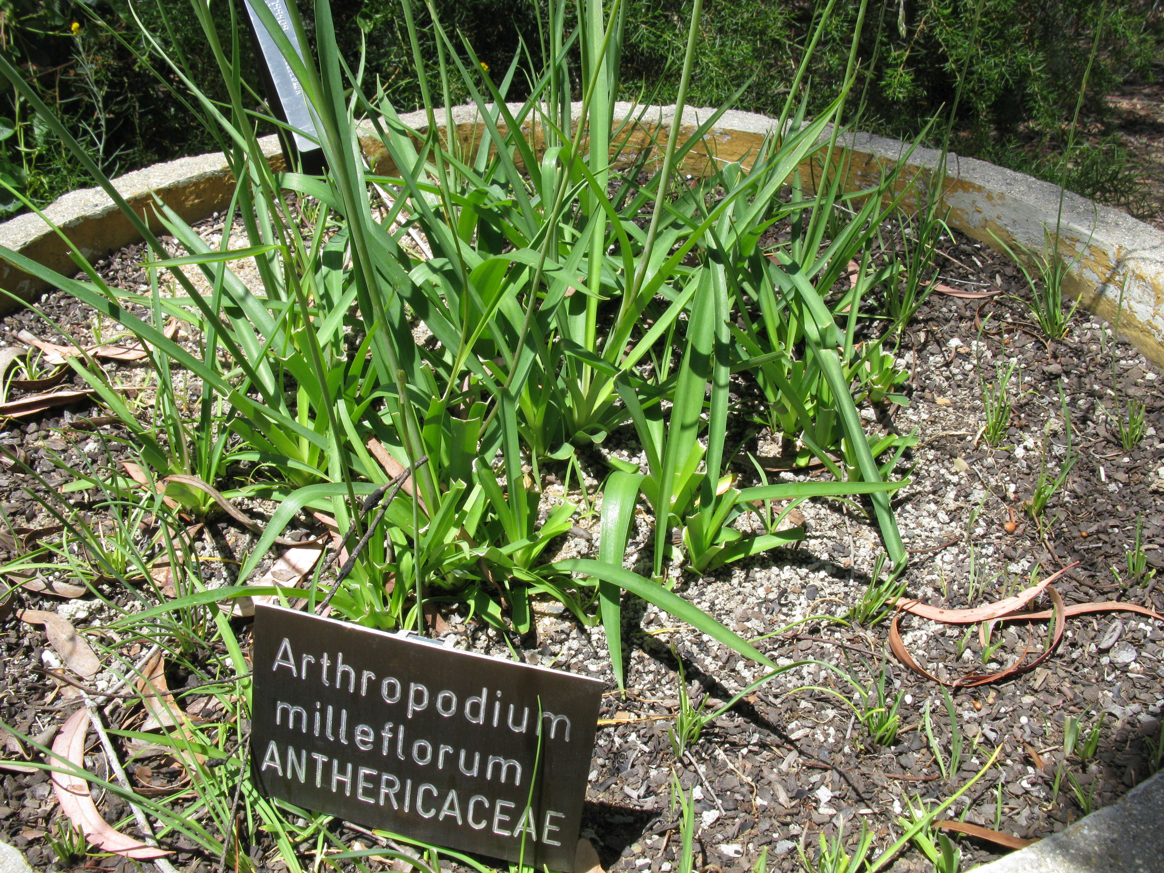 Image of Arthropodium milleflorum (Redouté) J. F. Macbr.