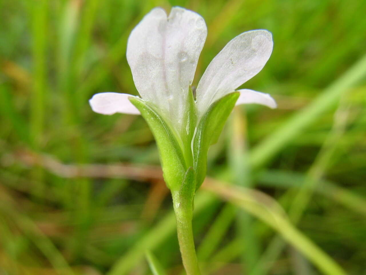 Image of Brahmi