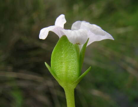 Image of Brahmi