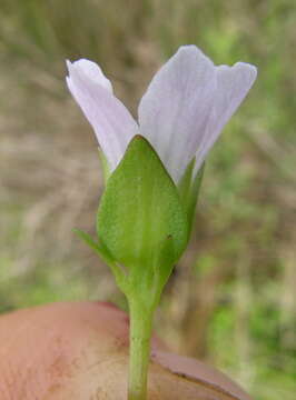 Plancia ëd Bacopa monnieri (L.) Pennell