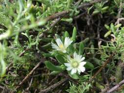 Image of Delosperma subincanum (Haw.) Schwant.