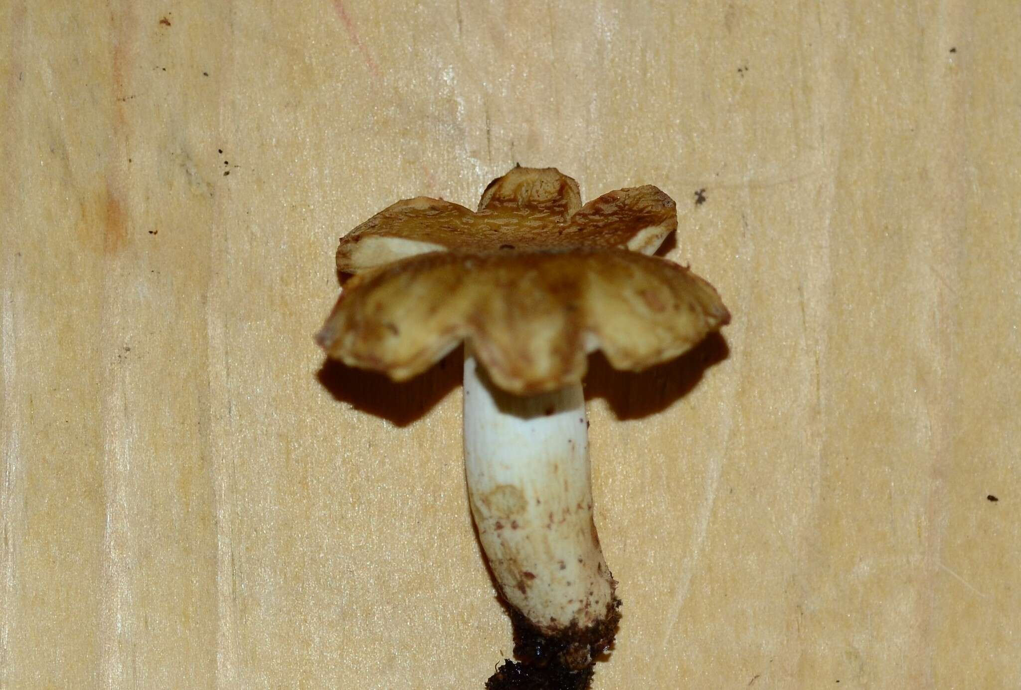 Image de Russula granulata Peck 1901