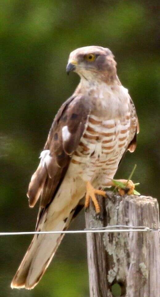 Image of African Cuckoo-Falcon