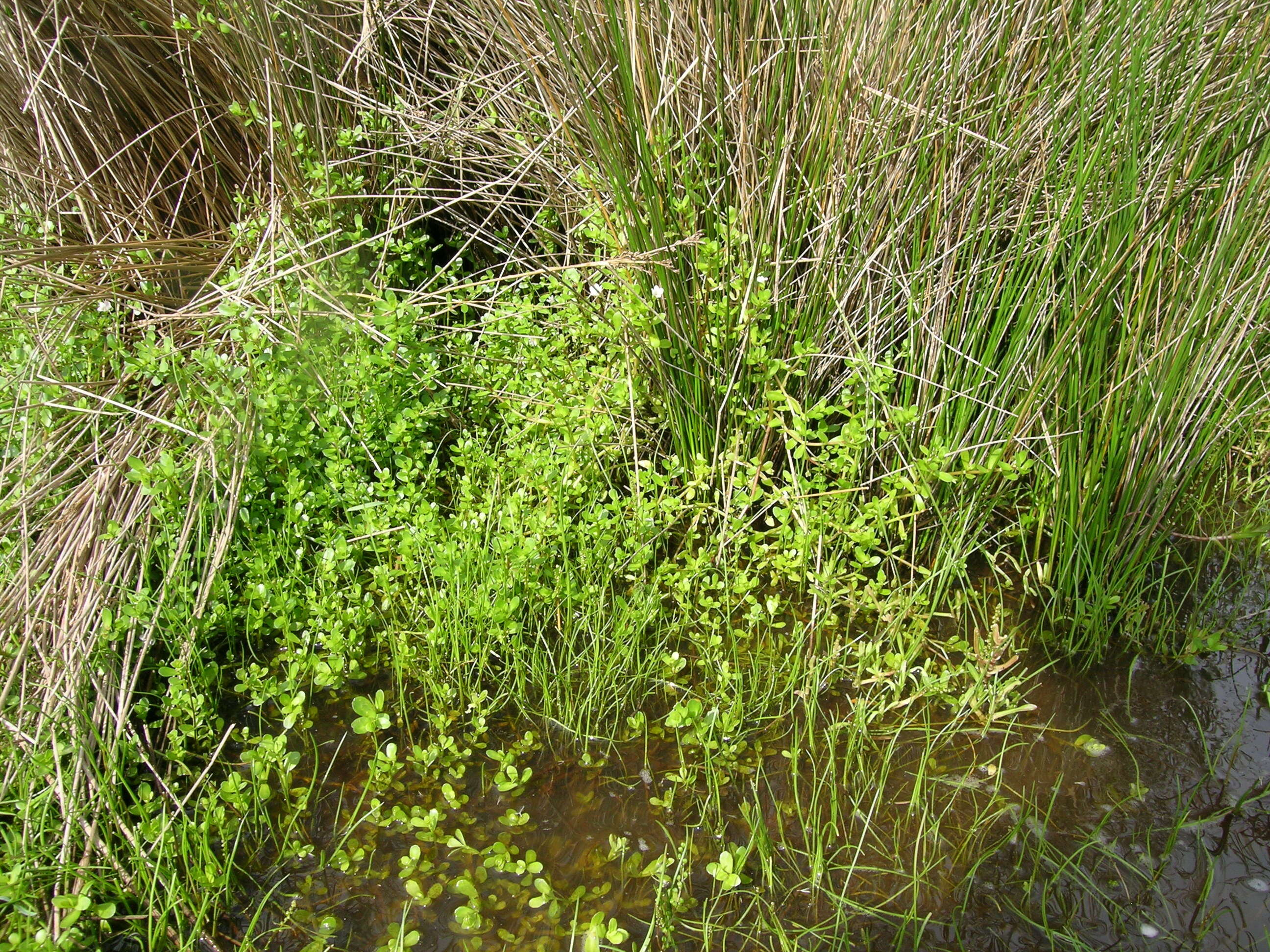 Image of Brahmi