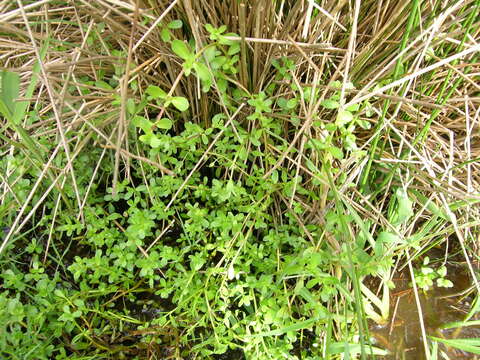 Plancia ëd Bacopa monnieri (L.) Pennell