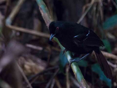 Image of White-shouldered Fire-eye