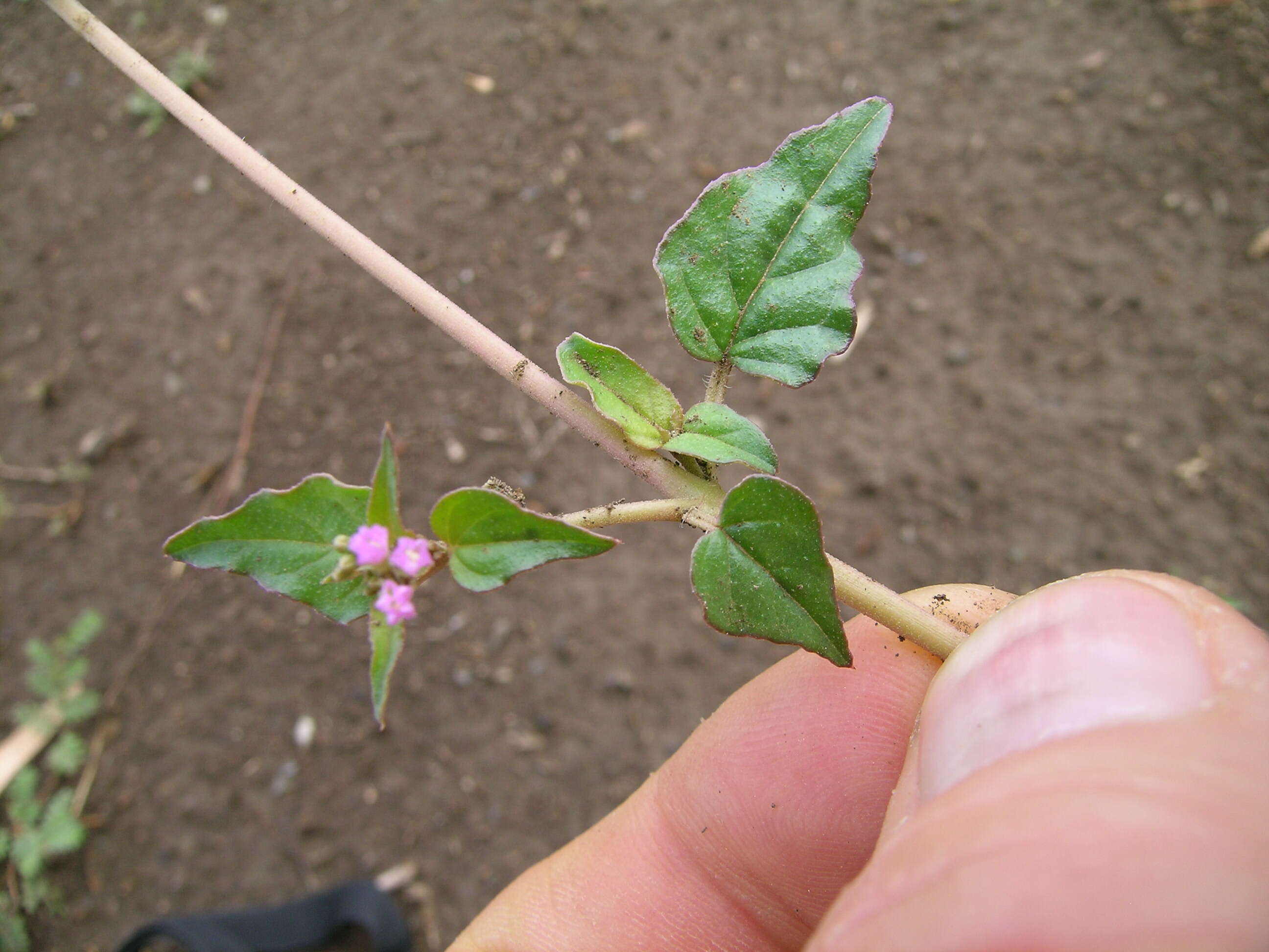 Image de Boerhavia dominii R. D. Meikle & H. J. Hewson