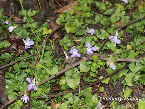 Image of Viola grypoceras A. Gray