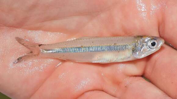 Image of Broad-striped Anchovy