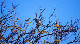 Image of White-lored Gnatcatcher