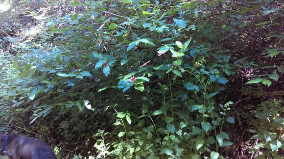 Image of western sweetshrub