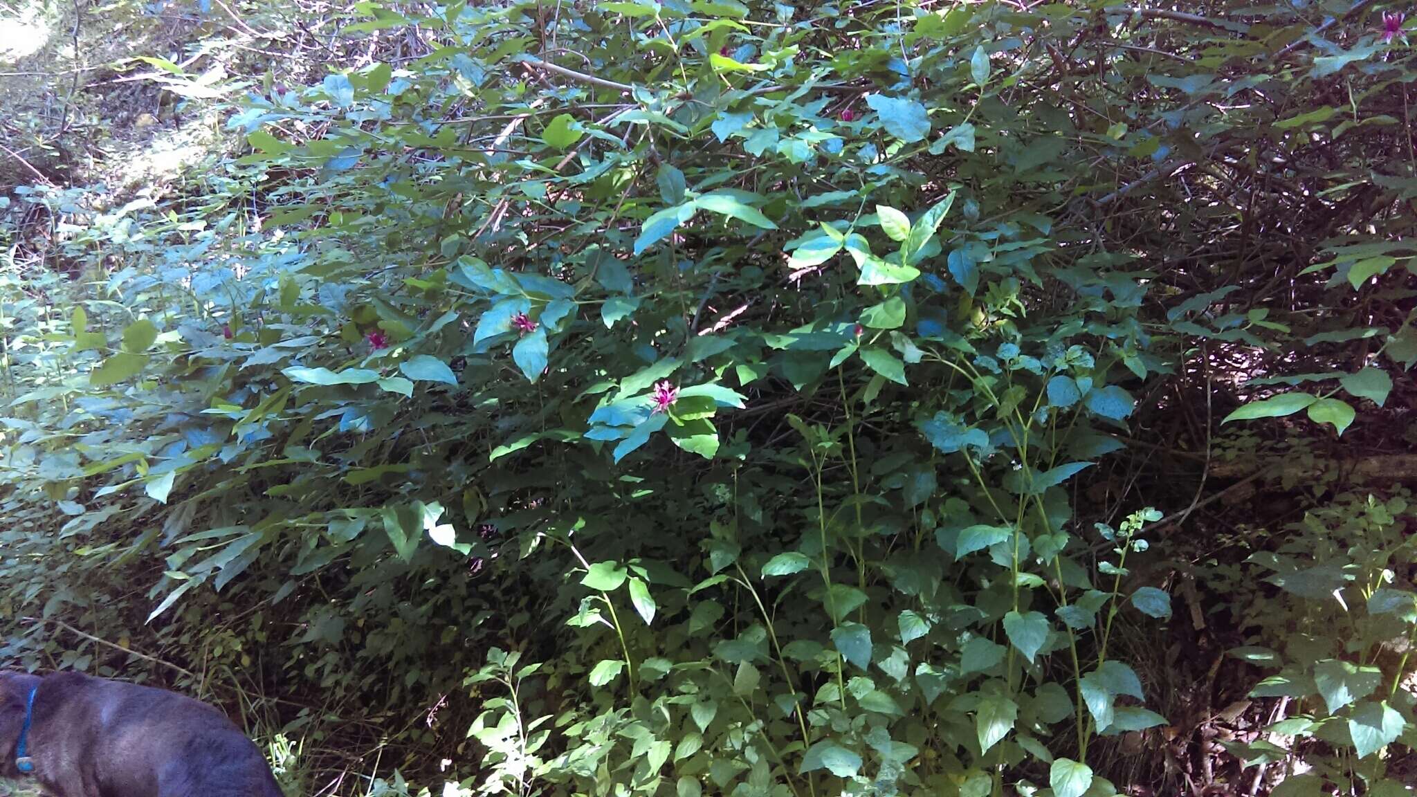 Image de Calycanthus occidentalis Hook. & Arn.