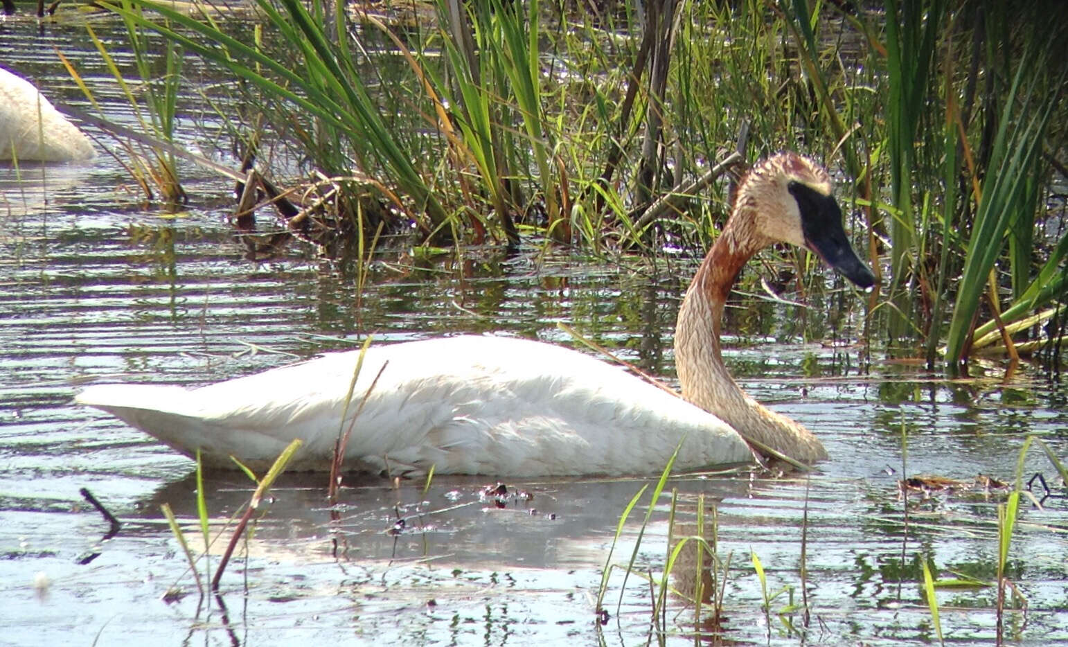 Image of Trumpeter Swan