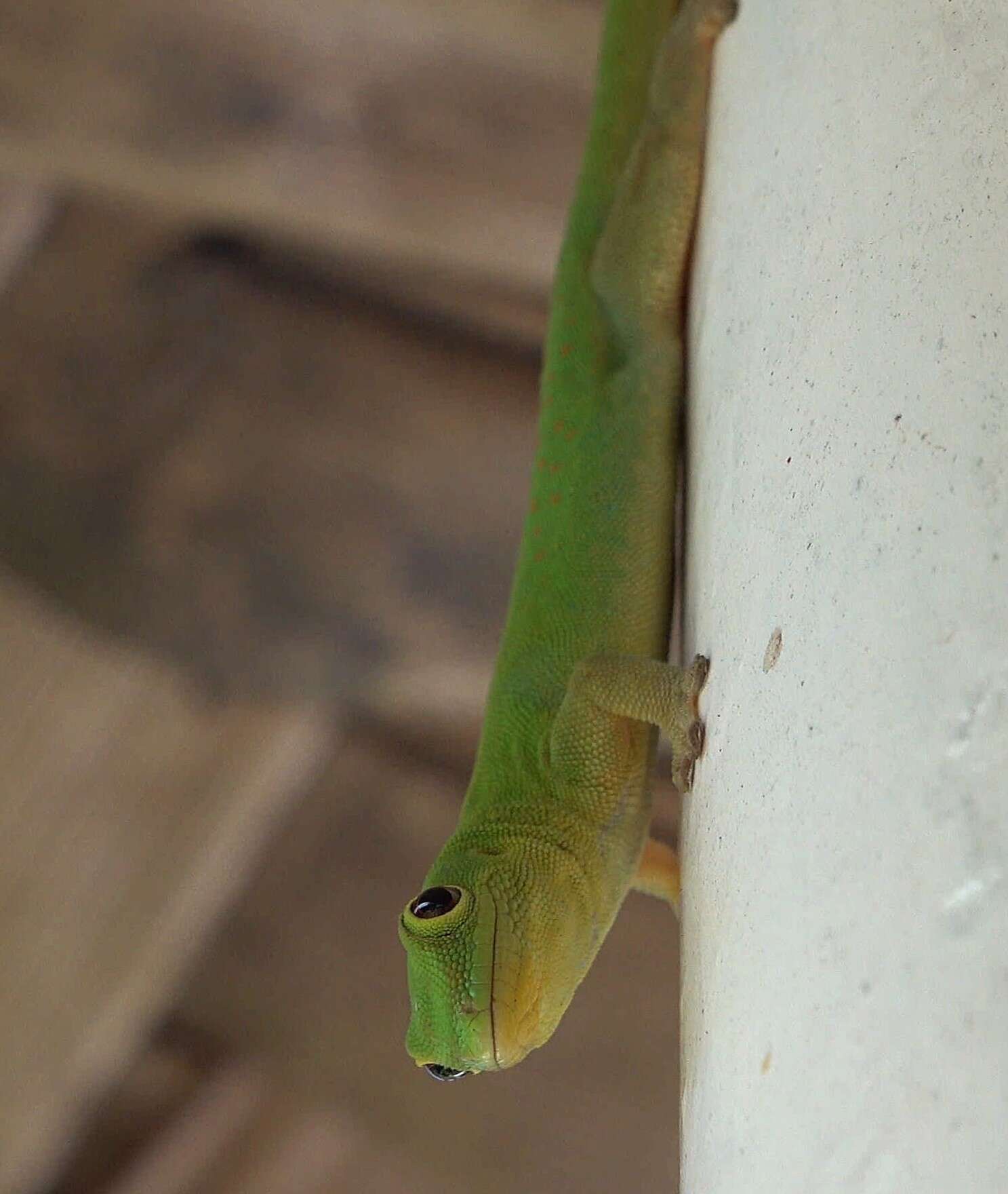 Imagem de Phelsuma v-nigra v-nigra Boettger 1913