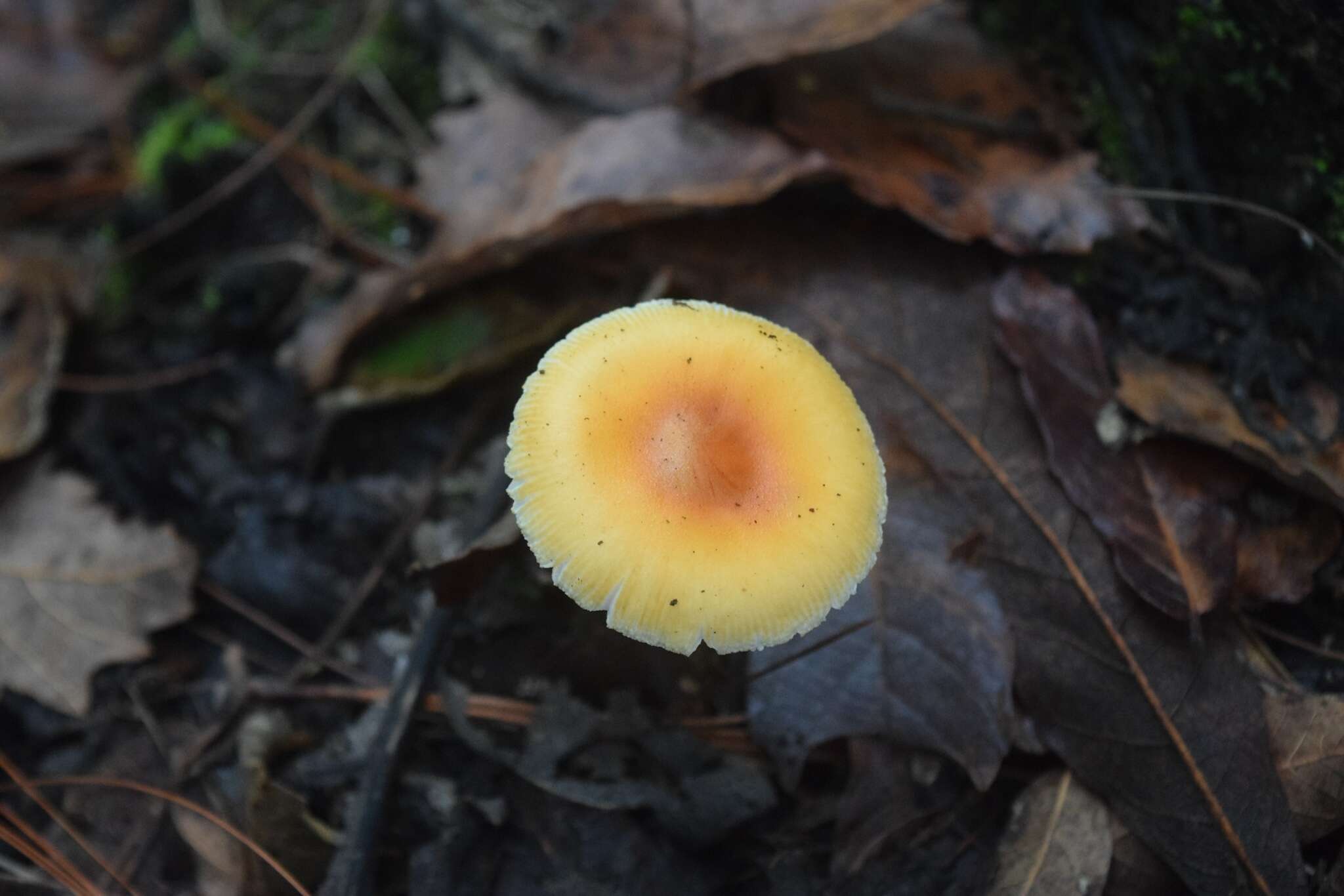 Image of Amanita garabitoana Tulloss, Halling & G. M. Muell. 2011