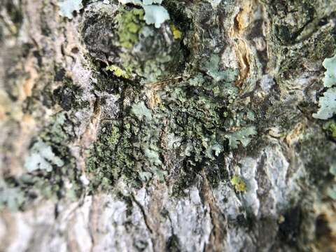 Image of Shadow-crust lichens