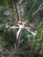 Image of Caladenia denticulata subsp. rubella A. P. Br. & G. Brockman