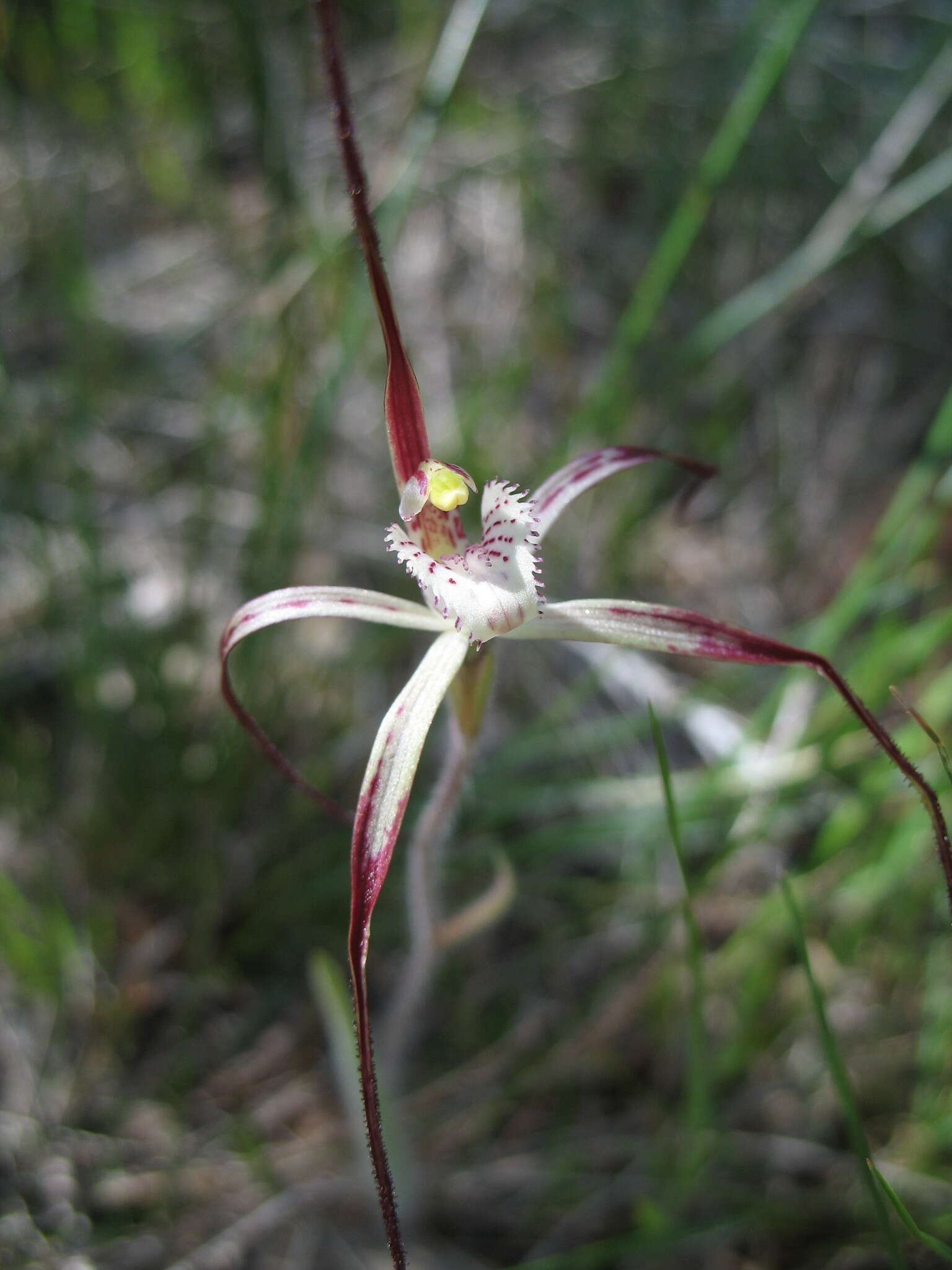 Image of Caladenia denticulata subsp. rubella A. P. Br. & G. Brockman