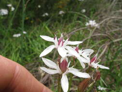 Image of Burchardia umbellata R. Br.