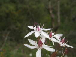 Image of Burchardia umbellata R. Br.