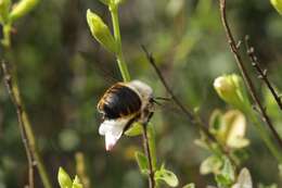 Image of Xylocopa tabaniformis azteca Cresson 1878