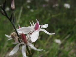 Image of Burchardia umbellata R. Br.