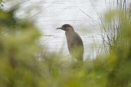 Image of Nycticorax nycticorax obscurus Bonaparte 1855