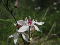 Image of Burchardia umbellata R. Br.