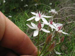 Image of Burchardia umbellata R. Br.