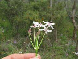 Image of Burchardia umbellata R. Br.