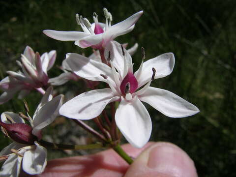 Image of Burchardia umbellata R. Br.