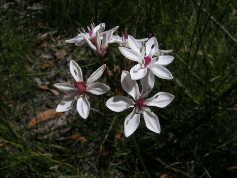 Image of Burchardia umbellata R. Br.