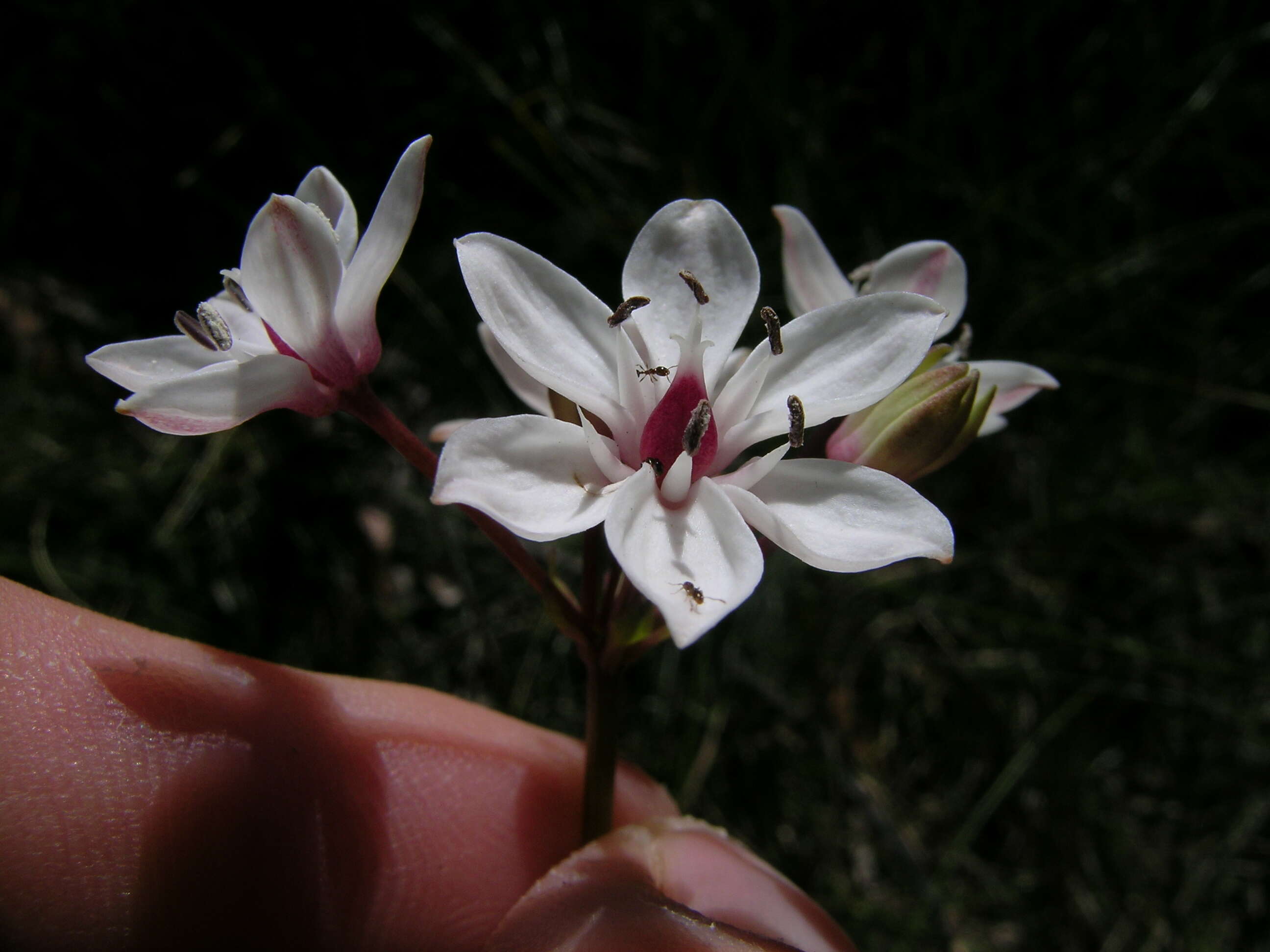 Image of Burchardia umbellata R. Br.