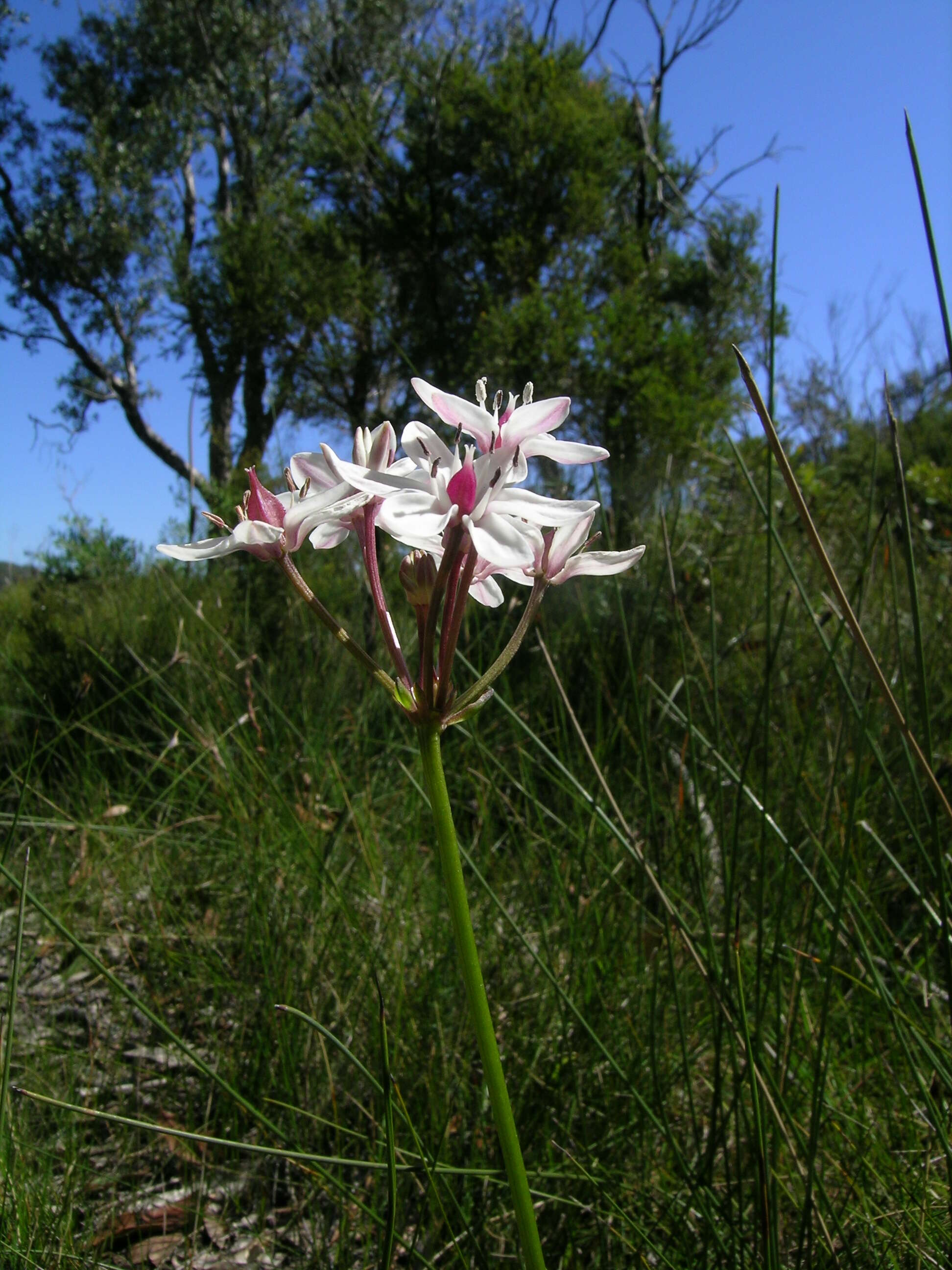 Image of Burchardia umbellata R. Br.