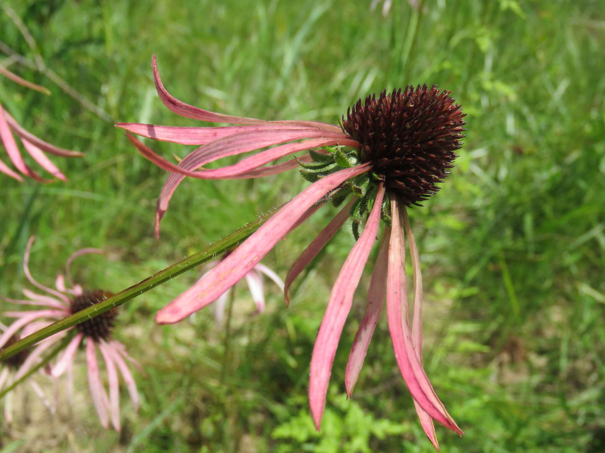 Image of sanguine purple coneflower