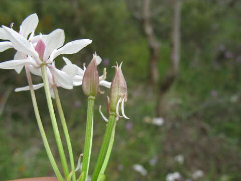 Image of Burchardia umbellata R. Br.