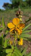 Senna scabriuscula (Vogel) H. S. Irwin & Barneby resmi